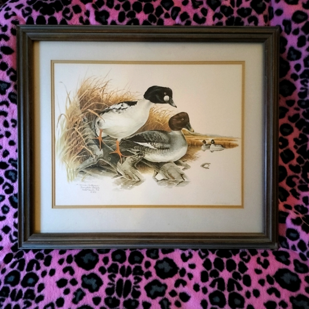 Don Whitlatch Goldeneye Duck 1974 Framed